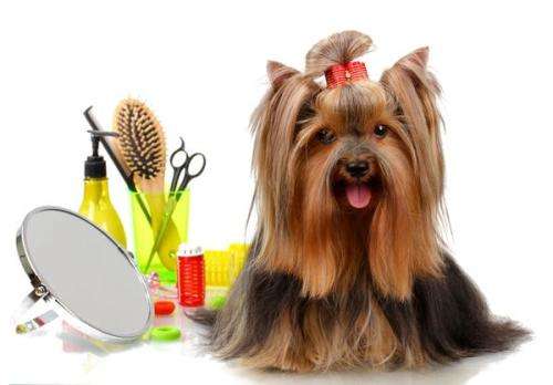 Zoofari Pet Clipper