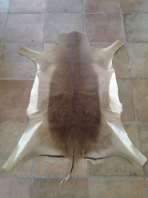 Springbok Skin