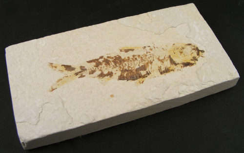 Authentic Eocene Epoch Knightia Eocaena Fish Fossil - Authentic 50 Million year old Ancient Fish