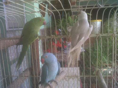 BIG BARGAIN X 3 RINGNEKKE MET GROOT HOK,SELF COLLECT ROBERTSON