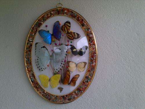 WOW AWESOME COLLECTION OF REAL BUTTERFLY'S FROM BRAZIL.FRAME COVERD WITH GEM STONES 30cm x 22cm
