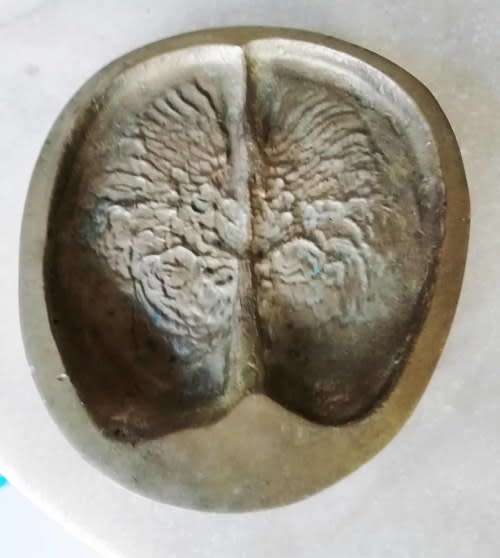 RARE!!!!Brass B.W. Genis AFRICAN BUFFALO SPOOR  - See Description