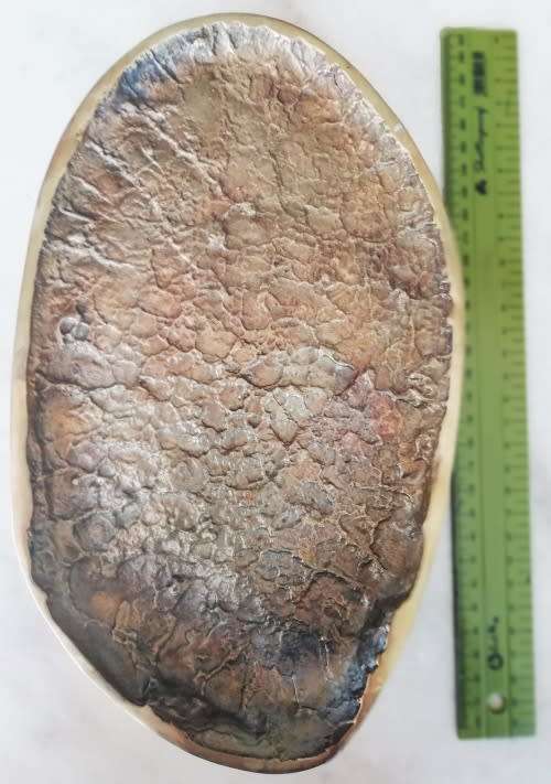 RARE!!!!Brass B.W. Genis  ELEPHANT CALF  Foot Print - See Description