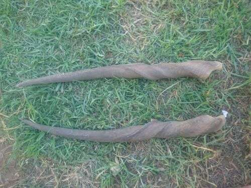 PAIR HORNS