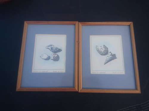 lovely set of framed shell watercolor paintings