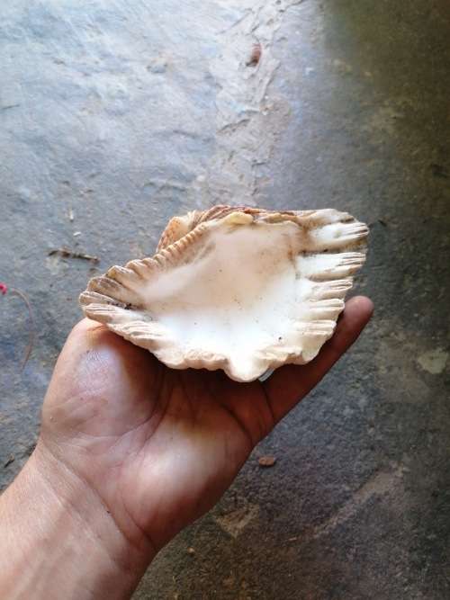 Cool seashell