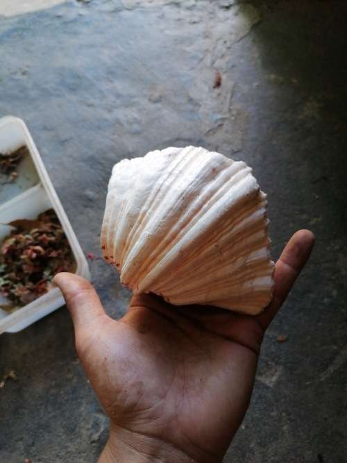 Cool seashell