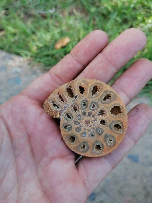 Ammonite Fossil