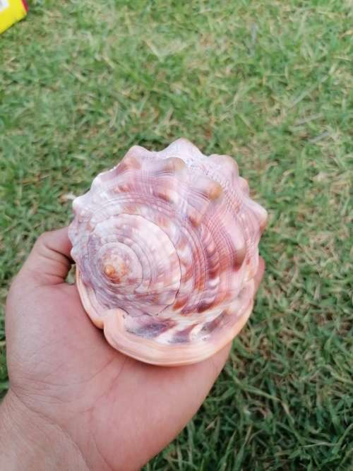 Lovely shell