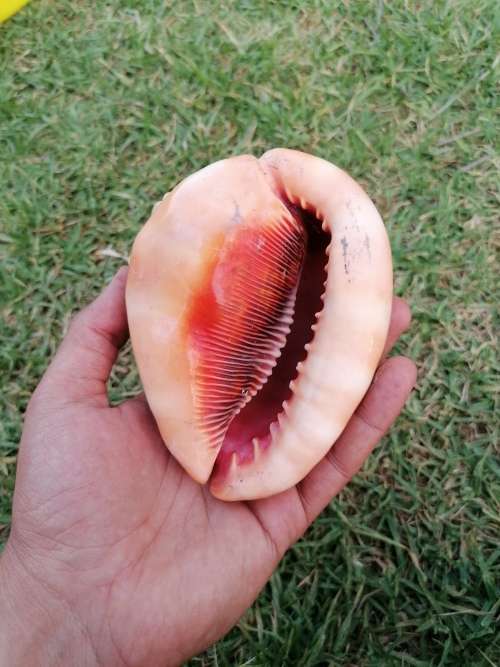 Lovely shell