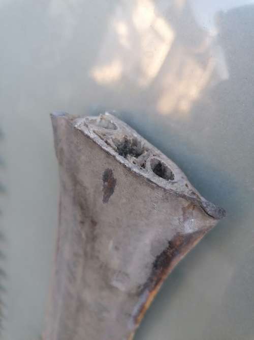 Rare find 2 x very old Sawfish snouts 74cm each