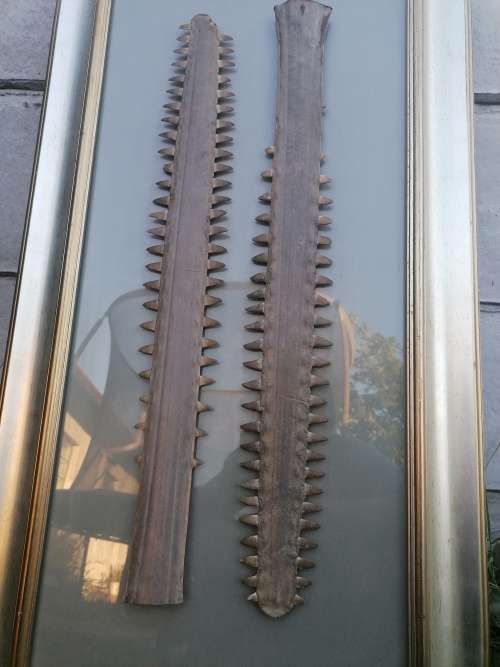 Rare find 2 x very old Sawfish snouts 74cm each