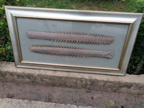 Rare find 2 x very old Sawfish snouts 74cm each