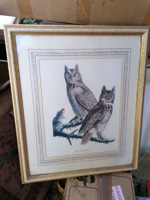 Vintage owl print