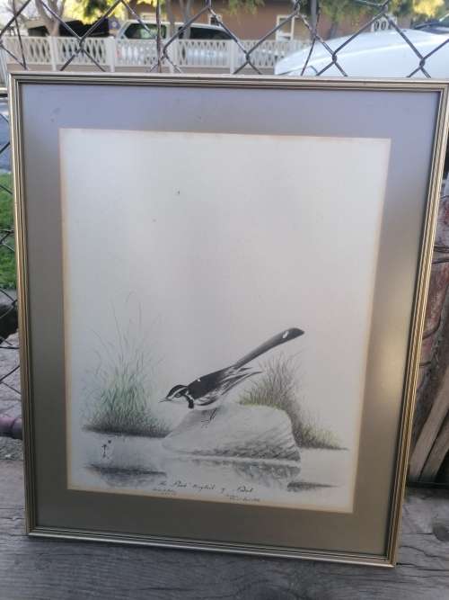 The `pied` wagtail of Natal print