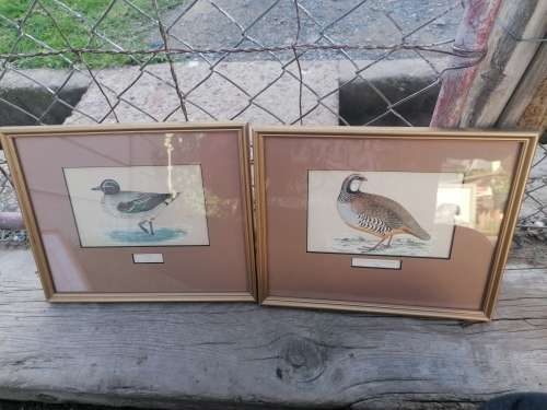 2 framed bird prints