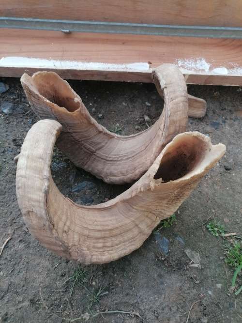 Two large old rams horns