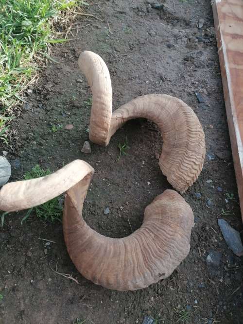 Two large old rams horns