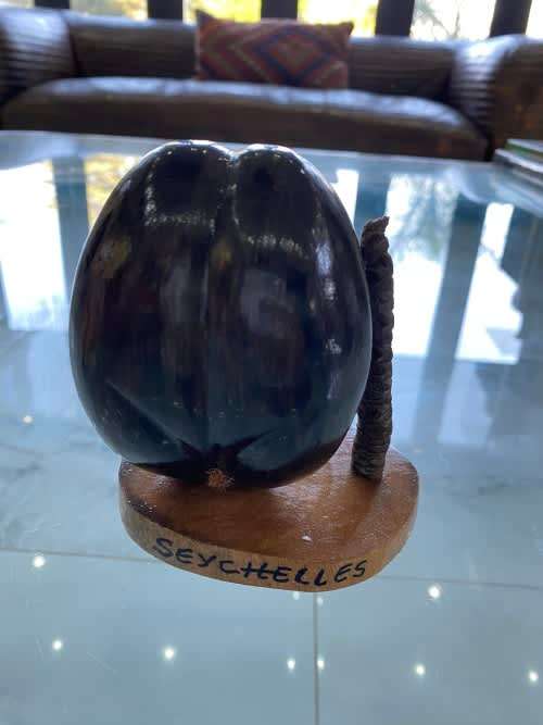 Coco de mer 12CM desktop piece !