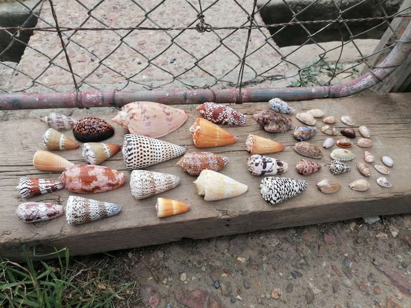 See Shell collection