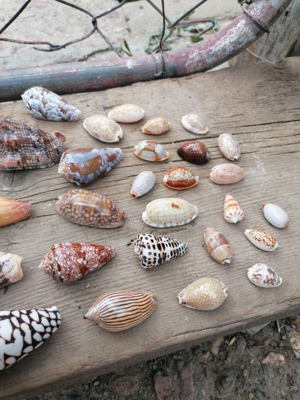 See Shell collection