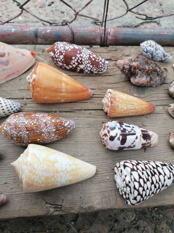 See Shell collection