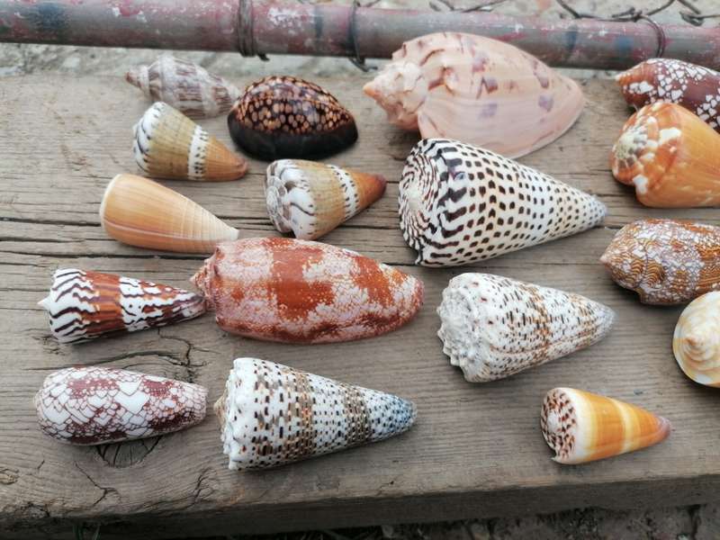 See Shell collection