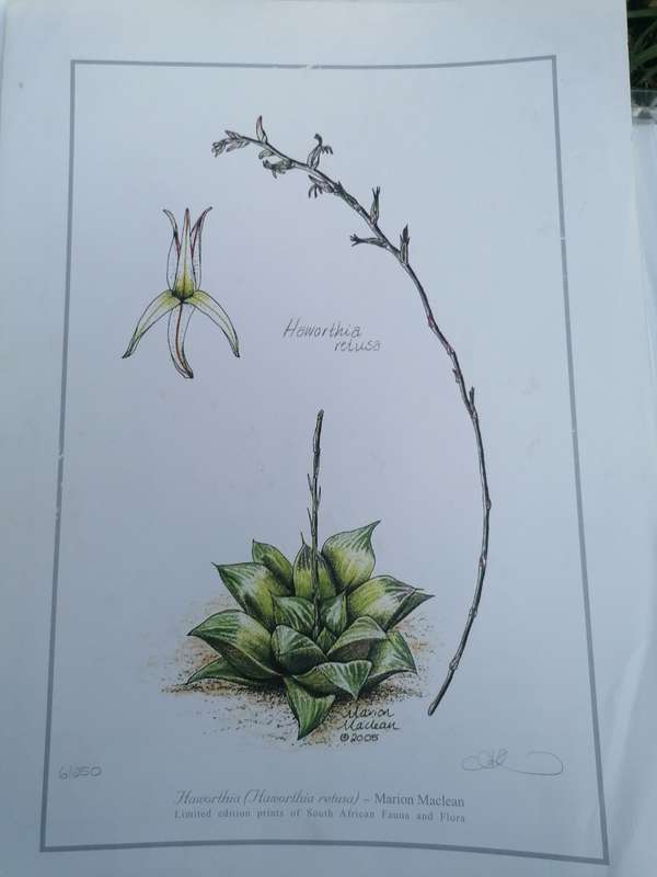 marion maclean signed print of fauna and flora 42cm x 32cm