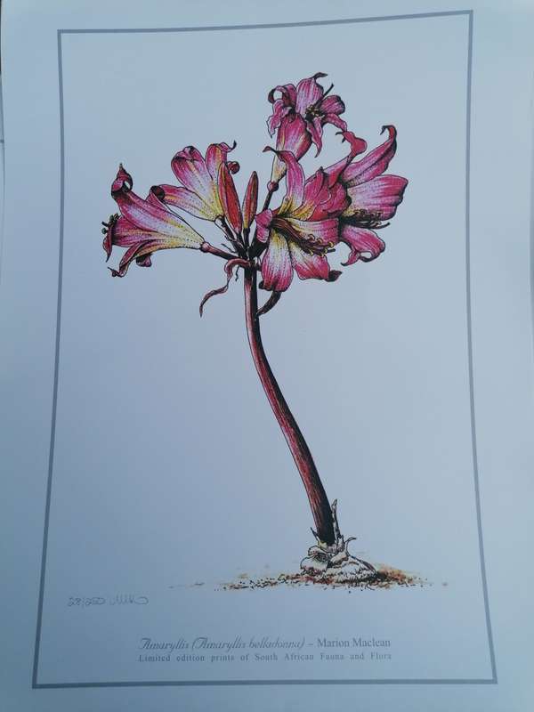 marion maclean signed limited edition print of fauna and flora 42cm x 32cm