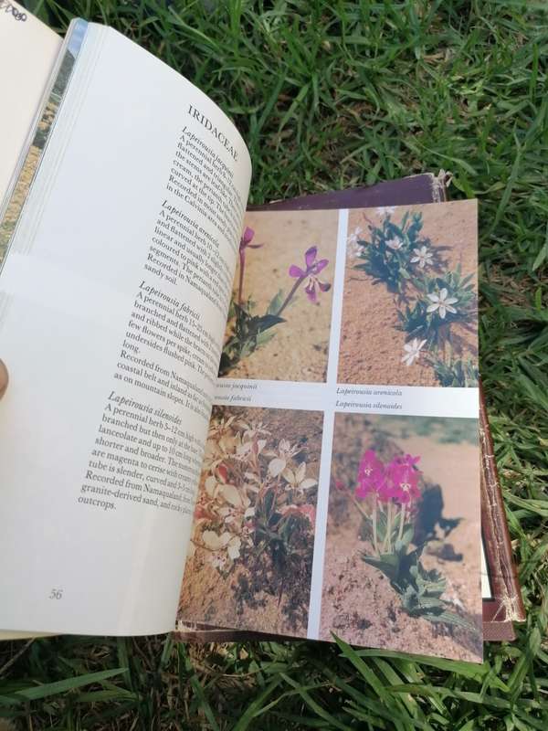 NAMAQUALAND AND CLANWILLIAM SOUTH AFRICAN WILD FLOWER GUIDE