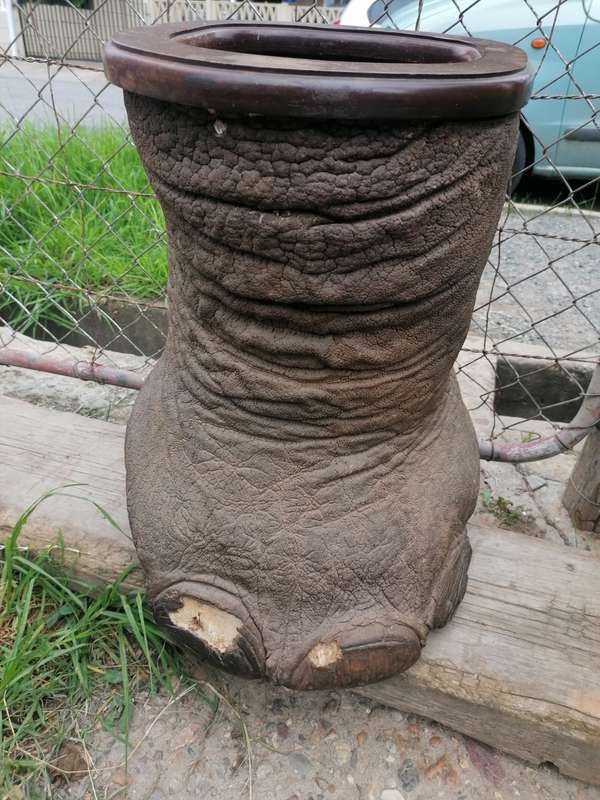 Large antique elephant foot