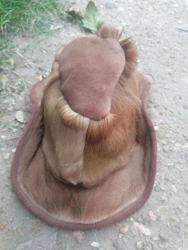 Hat made from Springbok skin