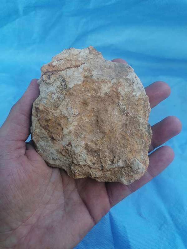 Ammonite (Hildoceras) Fossil