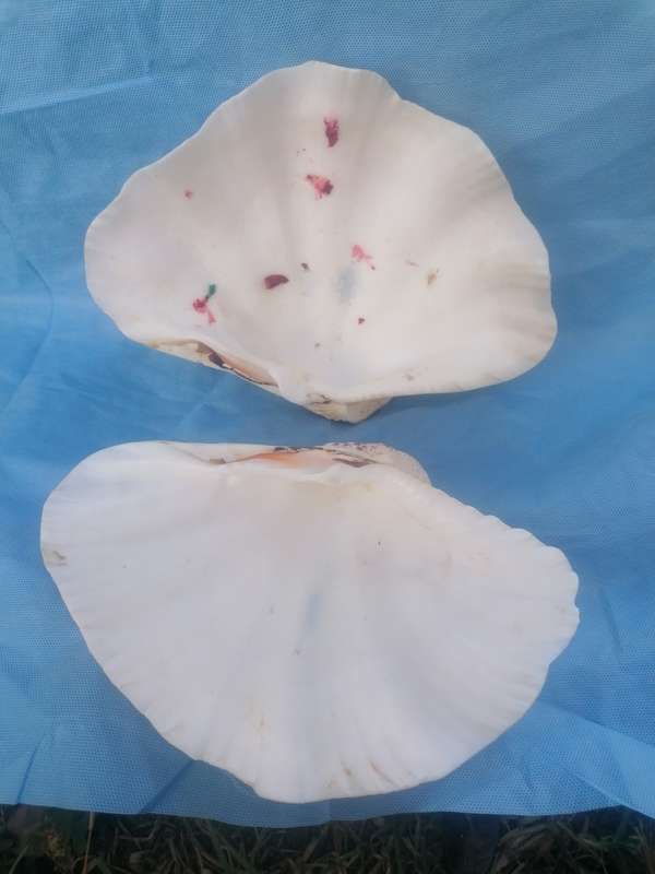 CLAM SEA SHELL