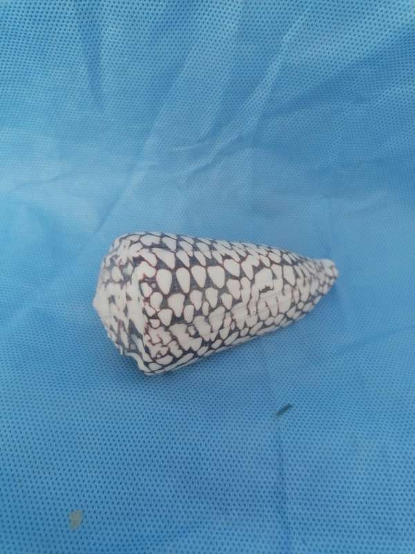 Lovely sea shell