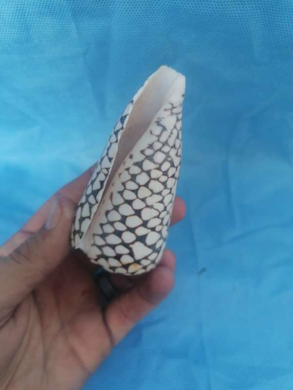 Lovely sea shell