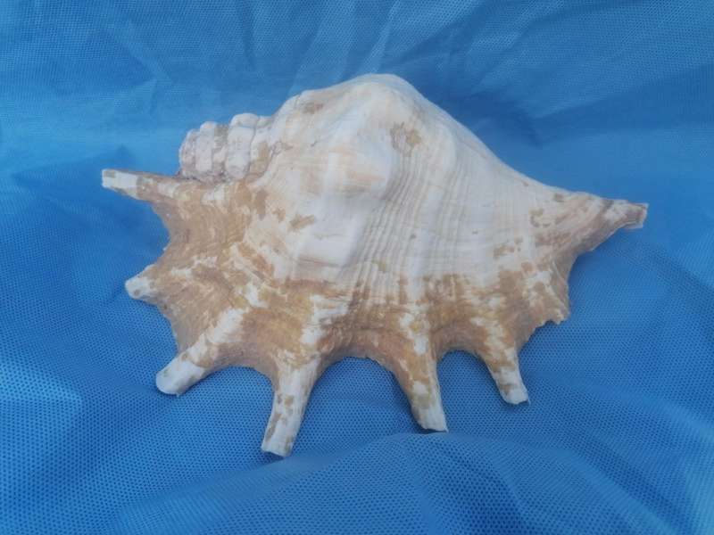 Lovely sea shell
