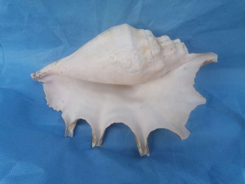 Lovely sea shell