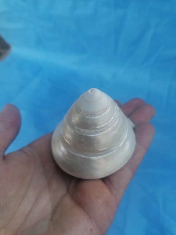 Lovely sea shell