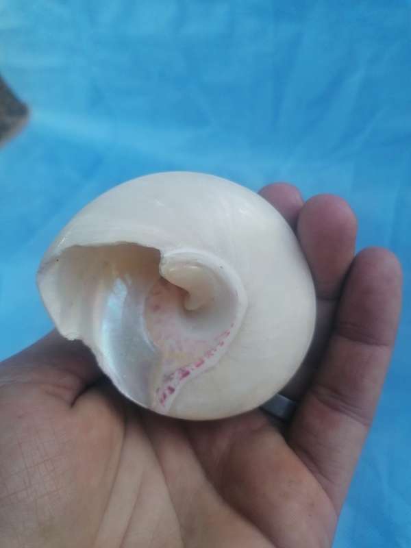 Lovely sea shell