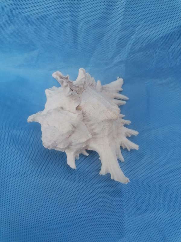 Lovely sea shell