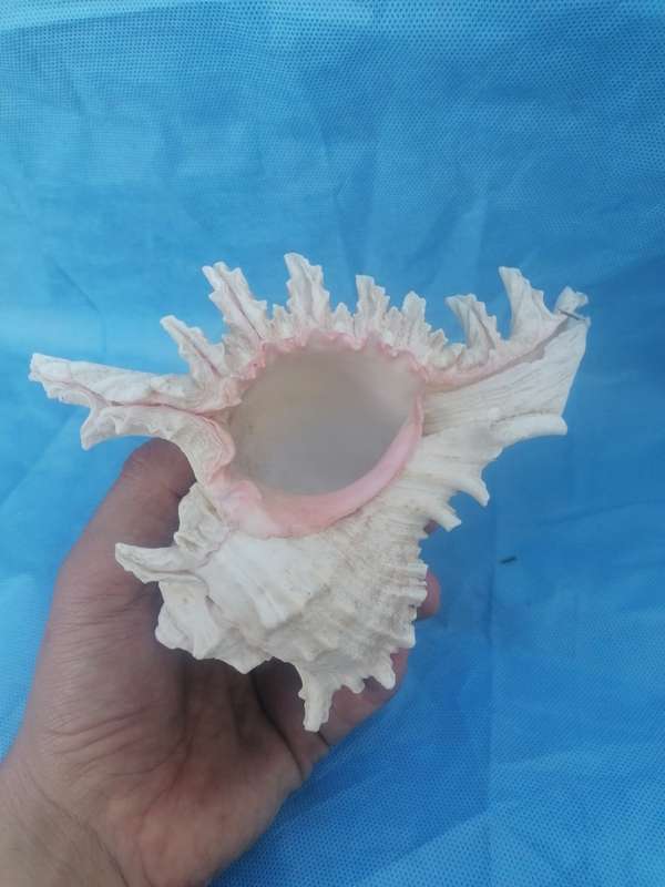Lovely sea shell