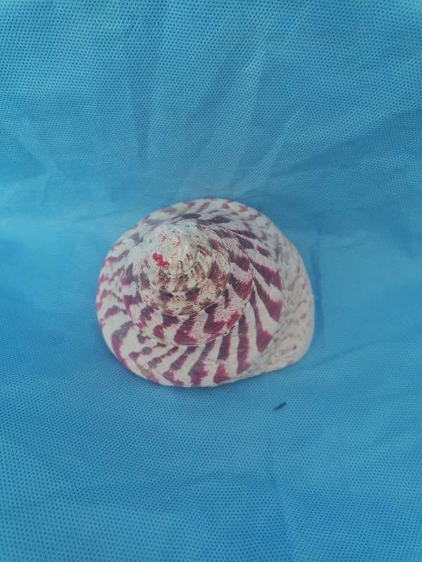 Lovely sea shell