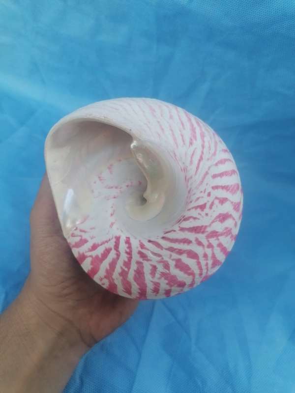 Lovely sea shell