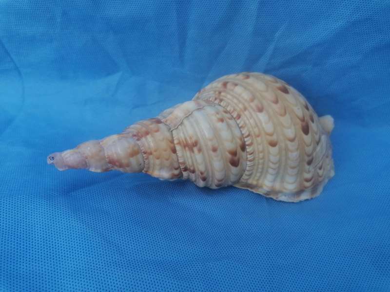 Lovely sea shell
