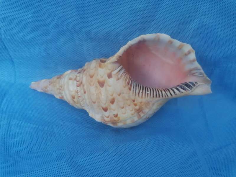 Lovely sea shell