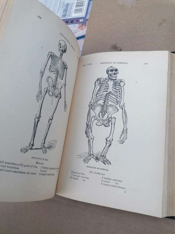 Equatorial Africa and country of the dwarfs by Du chaillu. 1892