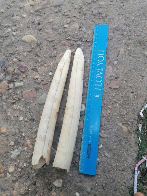 Pair of old hippopotamus teeth