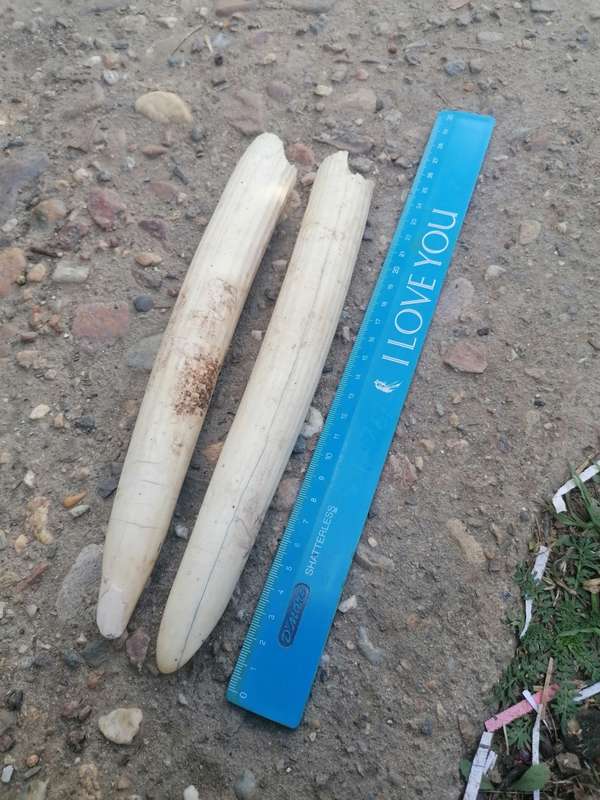 Pair of old hippopotamus teeth