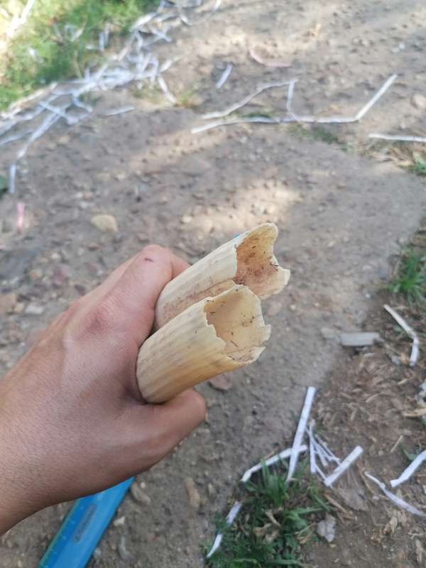 Pair of old hippopotamus teeth